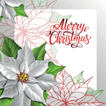 Christmas square card with white poinsettia flower vector illustration. Decorative winter holiday greeting template with Merry Christmas lettering.