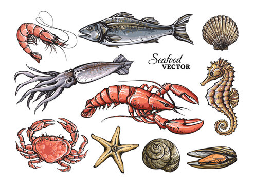 Сolorful seafood vector set. Stylized marine animals elements isolated on white background.	