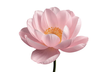 Obraz premium Soft pink lotus flower in a clean studio presentation