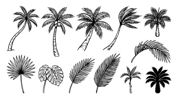 Hand drawn tropical palm tree and leaf outline collection black white botanical vector set