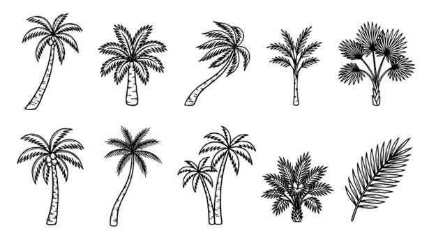 Minimalist hand drawn palm tree outline collection tropical coconut botanical vector illustrations
