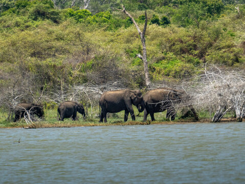 Sri Lankan Elephant Herd Walking Along a Reservoir Shore in Dry Zone Sri Lanka