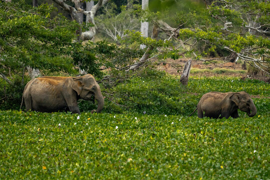 Sri Lankan Elephant Mother and Calf Foraging in Wetland Vegetation in Sri Lanka