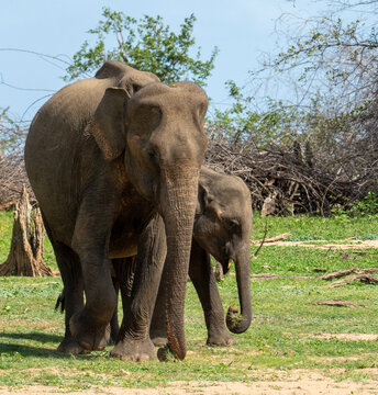 Sri Lankan Elephant Mother with Calf Feeding in Dry Zone Grassland Sri Lanka