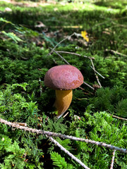 mushroom in the forest © Selina