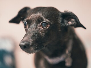 Młody mały czarny pies (Canis lupus familiaris) z dużymi błyszczącymi oczami i oklapniętymi uszami. Portret psa domowego na jasnym tle. © Henryk Niestrój