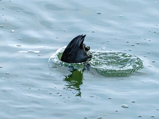 Perkozek (Tachybaptus ruficollis) nurkujący głową w dół w poszukiwaniu pożywienia pod wodą. Dynamiczny plusk wody i widoczny kuper ptaka. © Henryk Niestrój