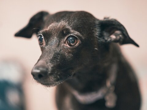 Młody mały czarny pies (Canis lupus familiaris) z dużymi błyszczącymi oczami i oklapniętymi uszami. Portret psa domowego na jasnym tle.