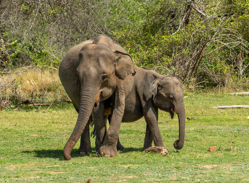 Sri Lankan Elephant Mother with Calf Grazing in Dry Zone Forest Edge