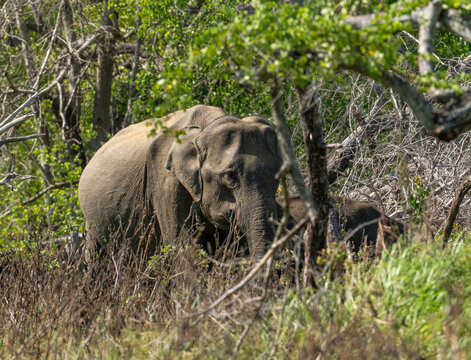 Sri Lankan Elephant Moving Through Dry Zone Scrub in Sri Lanka