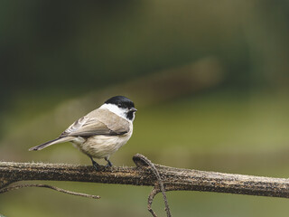 Sikora uboga (Poecile palustris) siedząca na drewnianej gałęzi na tle rozmytego lasu. Dzikie zwierzę. © Henryk Niestrój