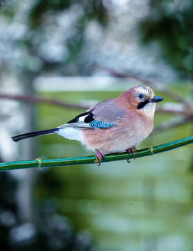 S&oacute;jka zwyczajna (Garrulus glandarius) siedząca na zielonej gałęzi w ogrodzie. Barwny ptak leśny w naturalnym otoczeniu.