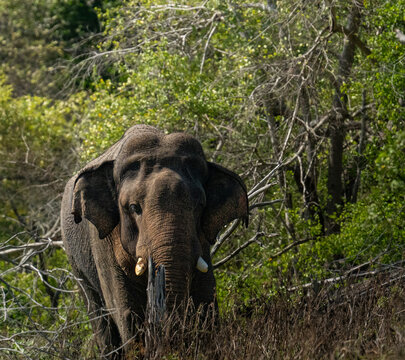 Sri Lankan Elephant Moving Through Dry Zone Scrubland in Sri Lanka