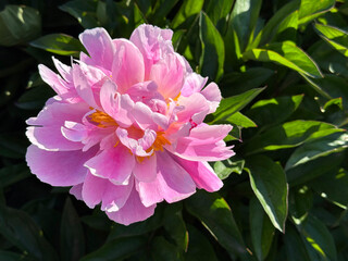 Peony flower paeonia lactiflora bloom © OLENA LIALINA