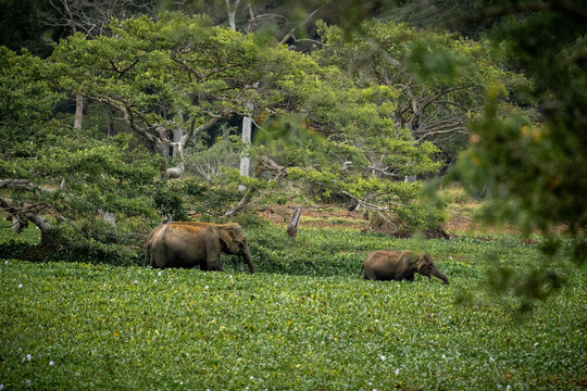 Sri Lankan Elephant Pair Foraging in Wetland Vegetation in Sri Lanka