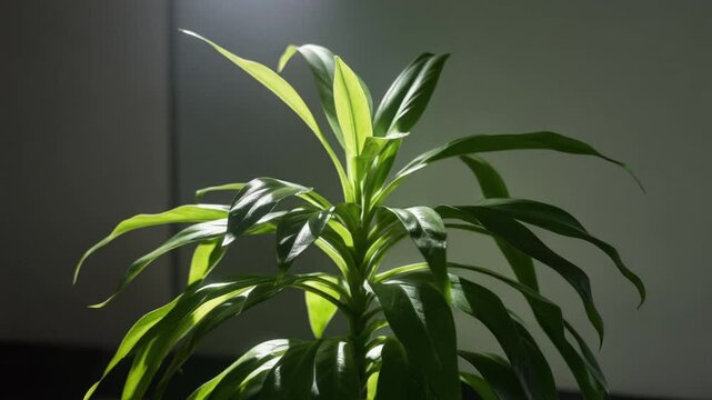 Light moving across an office plant