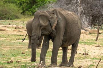 Fototapeta premium Sri Lankan Elephant Standing in Dry Zone Scrubland at Minneriya National Park