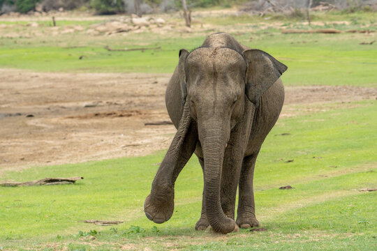 Sri Lankan Elephant Walking Across Dry Grassland in Sri Lanka