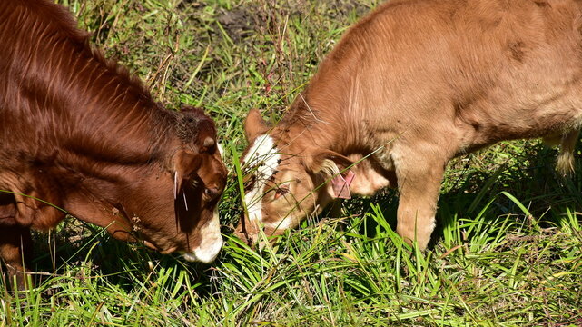 czech piebald cattle,here cow with its calf,Czech republic