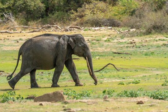 Sri Lankan Elephant Walking Through Dry Zone Wetland in Sri Lanka
