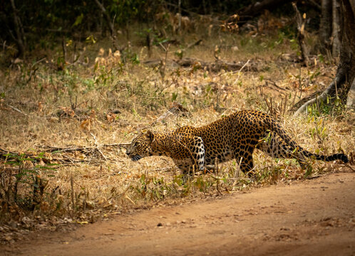 Sri Lankan Leopard Crouching in Dry Grass at the Forest Edge Sri Lanka
