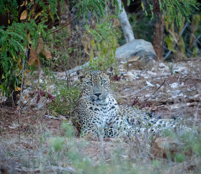 Sri Lankan Leopard Resting in Dry Forest Scrub at Yala National Park