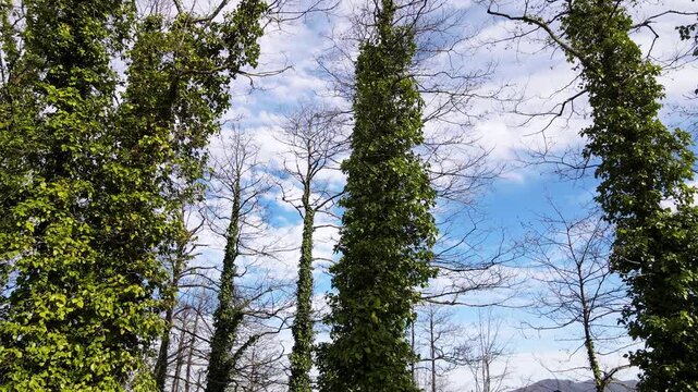 The tree covered by the ivy plant, an invasive species. An invasive ivy species that destroys forests by drying them out.