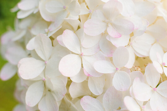 Magical Sweet Summer Hydrangea Paniculata Floral Background