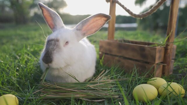 Easter bunny rabbit egg. A white rabbit sits peacefully in green grass, near a wooden basket. The rabbit munches on hay beside yellow Easter eggs.