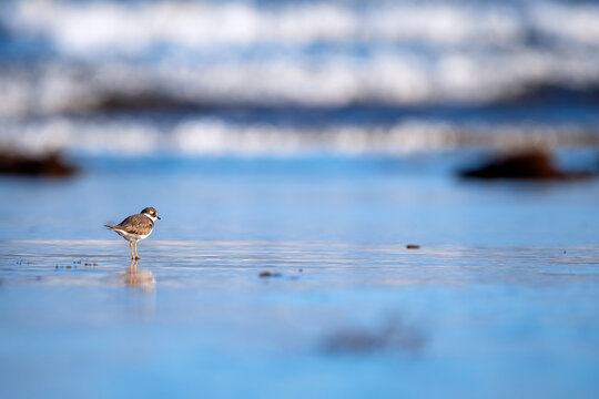 Common Ringed Plover resting on the coast.