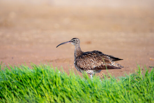 Whimbrel on the coast.