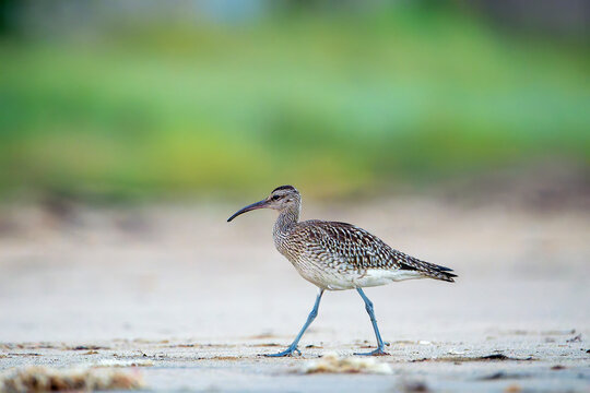 Whimbrel on the coast.