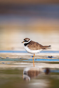 Common Ringed Plover resting on the coast.