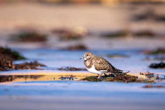 Ruddy turnstone perched on the shore.