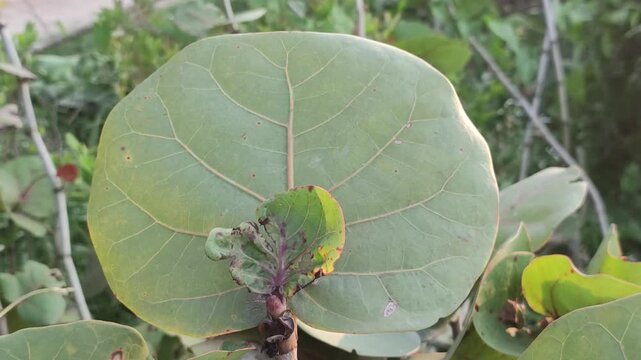 Coccoloba uvifera. Sea Grape plant with a large round seagrape leaf and new growth in sunlit tropical foliage.