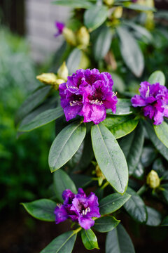 Purple Rhododendron Rasputin Flowers Blooming In Garden After Rain