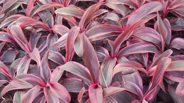Cordyline fruticosa. Ti plant with pink variegated tropical leaves forming an ornamental houseplant foliage pattern background.