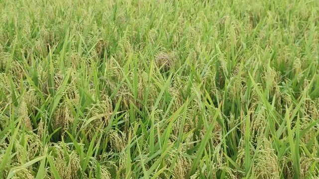 Oryza sativa. Rice plant in a green paddy field captured in a panning shot from left to right.