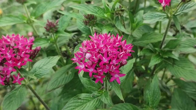 Pentas lanceolata. Egyptian Starcluster flower with a pink pentas cluster in green garden foliage.