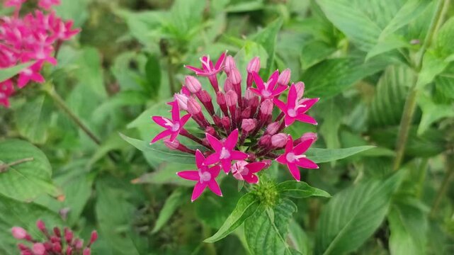 Pentas lanceolata. Egyptian Starcluster with a vibrant pink flower cluster among green garden leaves in summer bloom.
