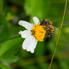 Bee collecting nectar from a flower © ARTURO