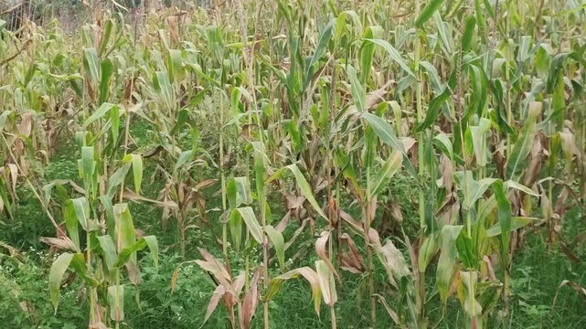 Zea mays. Corn plant field with tall green stalks and leaves in a panning shot from left to right.