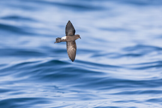 Wilson's storm petrel (Oceanites oceanicus) in flight at sea.