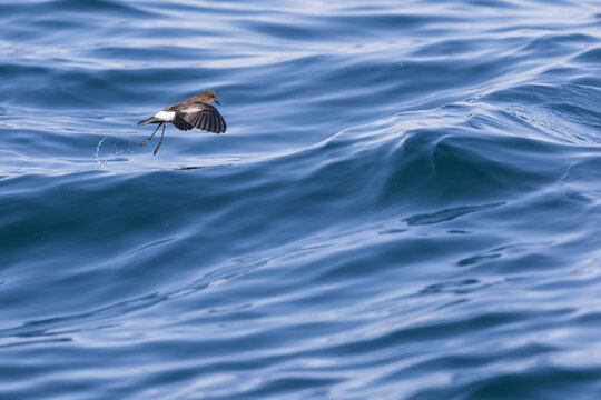 Wilson's storm petrel (Oceanites oceanicus) in flight at sea.