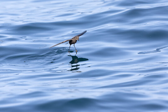 Wilson's storm petrel (Oceanites oceanicus) in flight at sea.
