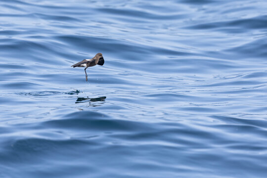 Wilson's storm petrel (Oceanites oceanicus) in flight at sea.