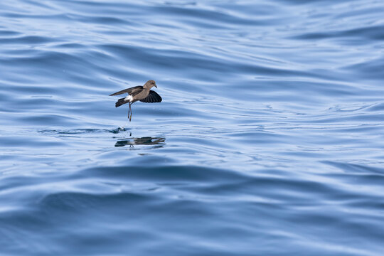 Wilson's storm petrel (Oceanites oceanicus) in flight at sea.