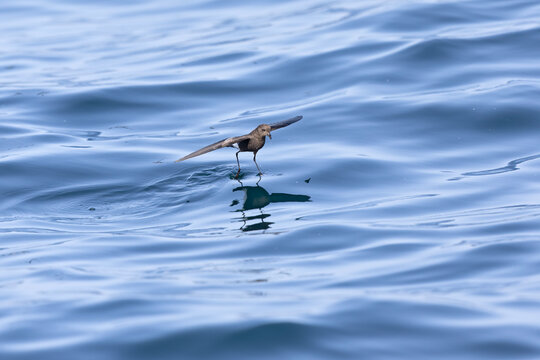 Wilson's storm petrel (Oceanites oceanicus) in flight at sea.