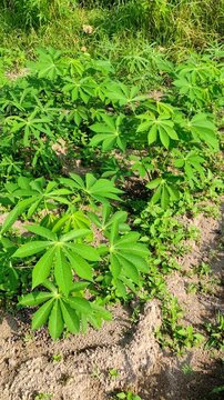 Fresh green cassava plants growing on agricultural farm field. 