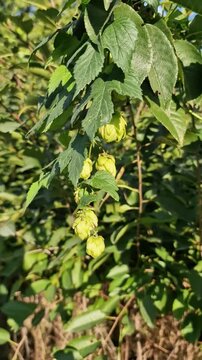 Hop bines sway in the wind on a sunny day.